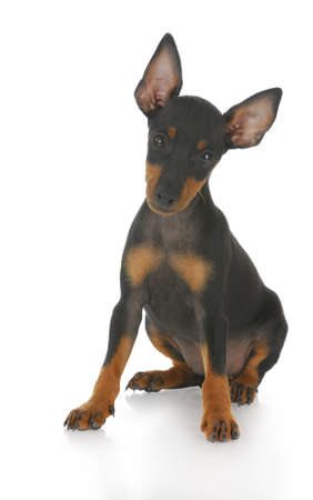 toy manchester terrier puppy sitting with reflection on white backgroundの写真素材