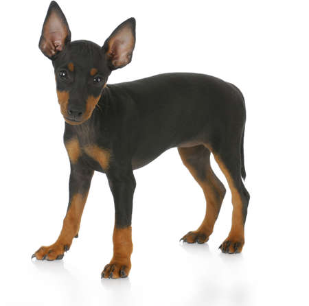 toy manchester terrier puppy standing with reflection on white background - eight weeks oldの写真素材