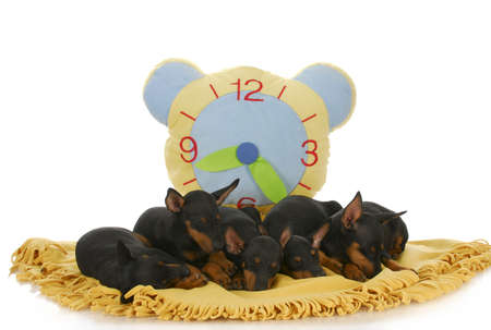 litter of toy manchester terrier puppies sleeping on blanket with clock behindの写真素材