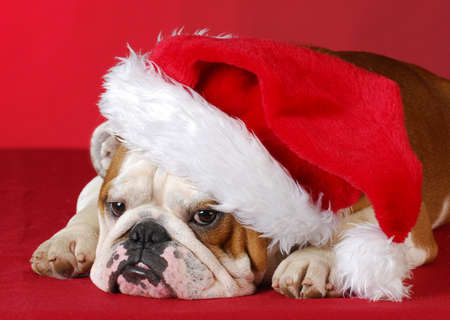 english bulldog wearing red santa hat on red backgroundの写真素材