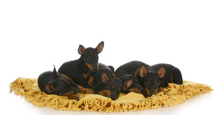 litter of toy manchester terrier puppies sleeping on blanket with reflection on white backgroundの写真素材