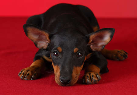 toy manchester terrier puppy laying down on red backgroundの写真素材
