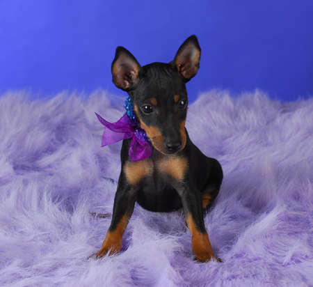 toy manchester terrier puppy sitting on fluffy blanket with blue backgroundの写真素材