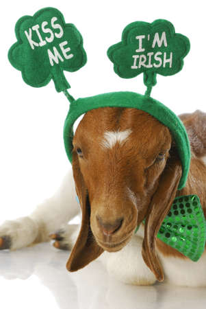 goat dressed up for st patricks day - kiss me i'm irish - purebred south african boer doelingの写真素材