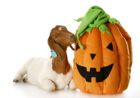 goat and halloween pumpkin - purebred south african boer doeの写真素材