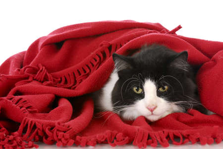 black and white cat laying under red blanket on white backgroundの写真素材
