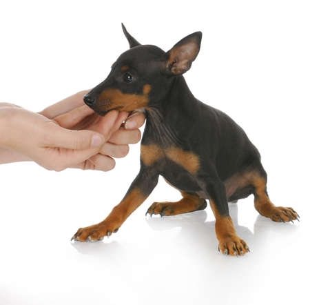 hands reaching out to console small puppy with reflection on white backgroundの写真素材