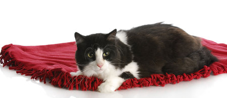 black and white cat laying on red blanket with reflection on white backgroundの写真素材