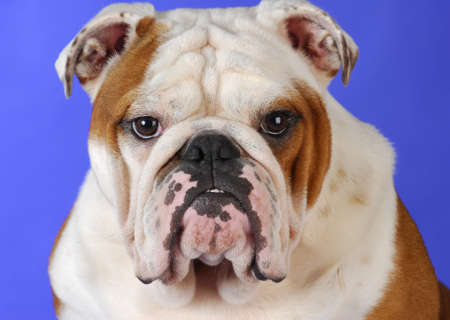 english bulldog male head portrait on blue backgroundの写真素材