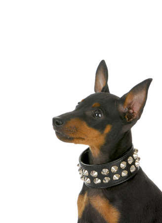 manchester terrier puppy wearing leather studded collar looking up on white backgroundの写真素材