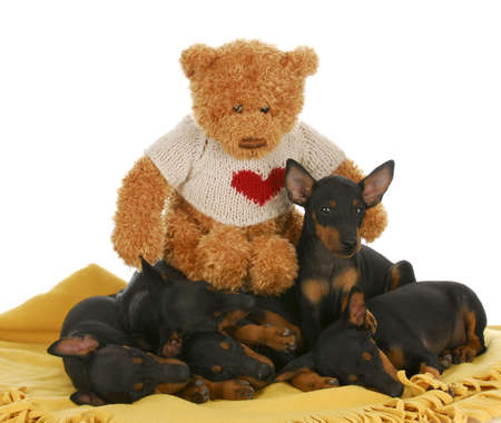 litter of toy manchester terrier puppies being protected by teddy bearの写真素材