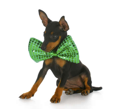 toy manchester terrier puppy wearing large green bowtie with reflection on white backgroundの写真素材