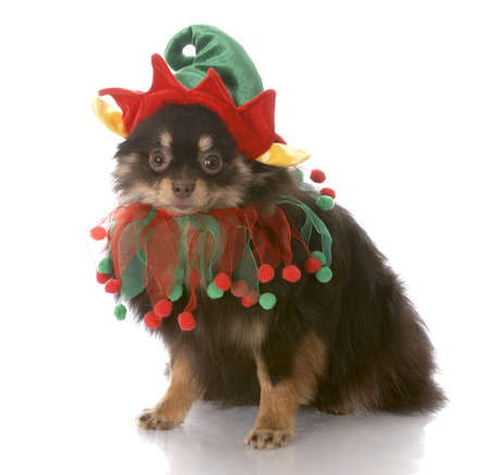 brown and tan pomeranian puppy dressed up as santa elf with reflection on white backgroundの写真素材