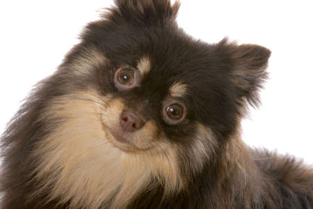brown and tan pomeranian puppy on white backgroundの写真素材