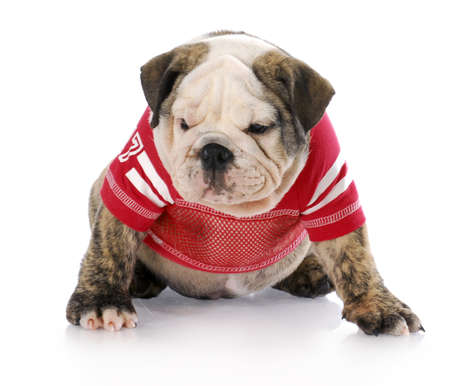 english bulldog puppy wearing red football jersey with reflection on white backgroundの写真素材