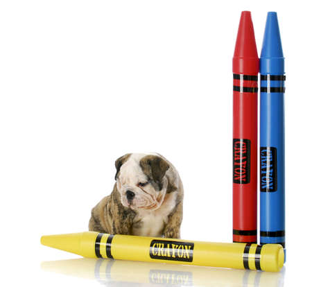 english bulldog puppy sitting with colorful crayons with reflection on white backgroundの写真素材