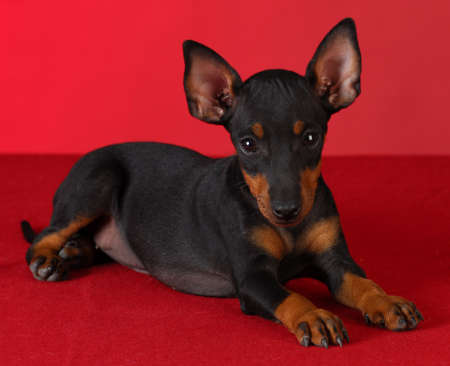 toy manchester terrier puppy laying down on red blanket with red backgroundの写真素材