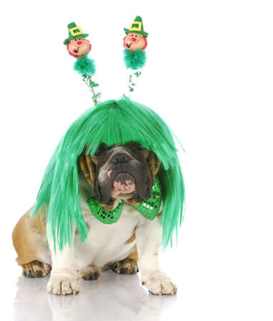 english bulldog wearing st patricks day wig and bowtie with reflection on white backgroundの写真素材