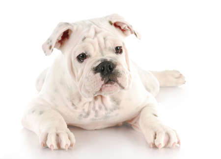 white english bulldog puppy with reflection on white backgroundの写真素材