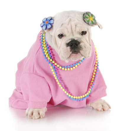 female english bulldog wearing pink clothing sitting with reflection on white backgroundの写真素材