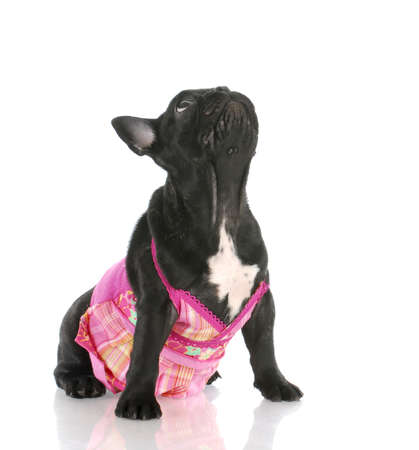 female french bulldog wearing pink dress looking up with reflection on white backgroundの写真素材