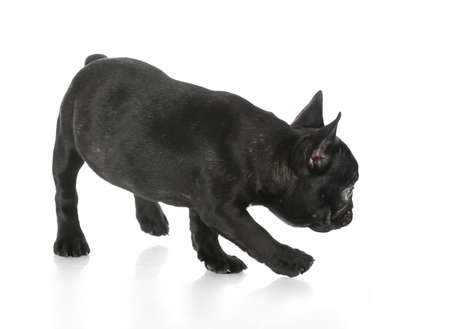 french bulldog walking with reflection on white backgroundの写真素材