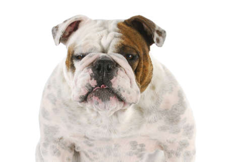 funny looking english bulldog portrait on white backgroundの写真素材