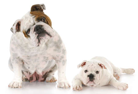 english bulldog mother and twelve week old puppy together with reflection on white backgroundの写真素材