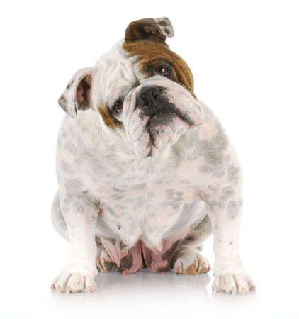english bulldog with head tilted looking at viewer with reflection on white backgroundの写真素材