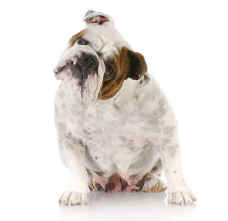 female english bulldog sitting with reflection on white backgroundの写真素材