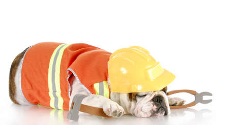 english bulldog dressed up as construction worker sleeping on the job with reflection on white backgroundの写真素材
