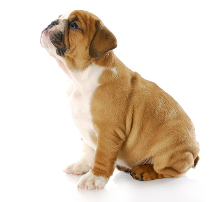 english bulldog puppy sitting looking up with reflection on white backgroundの写真素材