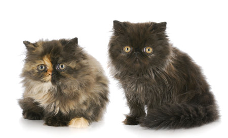 two purebred persian kittens with reflection on white backgroundの写真素材