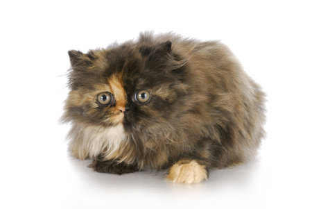 persian kitten laying on white background - tortoise shell color - 12 weeks oldの写真素材