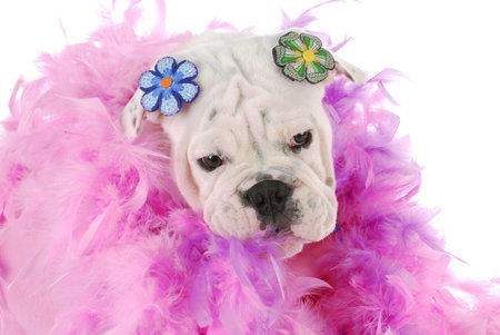 english bulldog puppy surrounded by pink feathers on white backgroundの写真素材