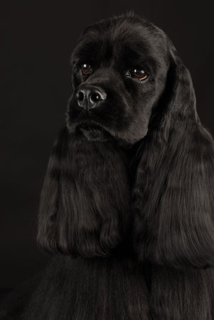 black american cocker spaniel portrait on black backgroundの写真素材