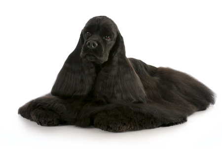 black american cocker spaniel laying down on white backgroundの写真素材