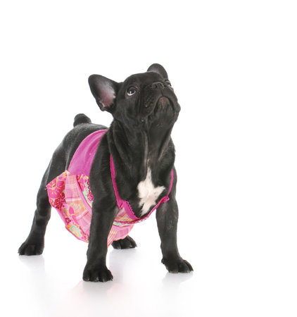 female french bulldog wearing pink dress looking up with reflection on white backgroundの写真素材