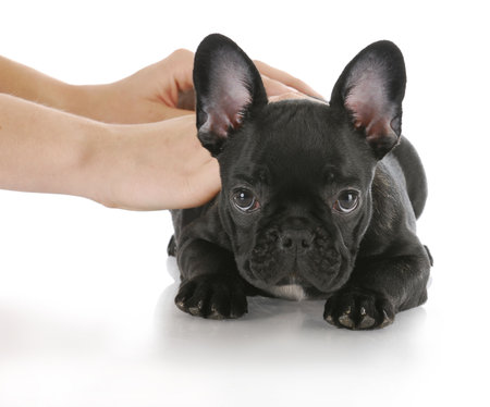 hands teaching french bulldog the command down with reflection on white backgroundの写真素材