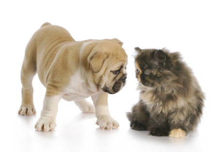 english bulldog puppy and persian kitten greeting each other with reflection on white backgroundの写真素材