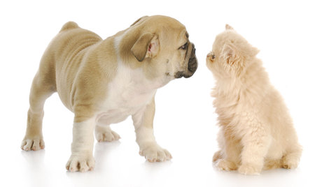 persian kitten and english bulldog greeting each other with reflection on white backgroundの写真素材