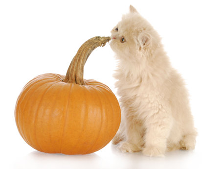 halloween pumpkin and cream persian kitten with reflection on white backgroundの写真素材