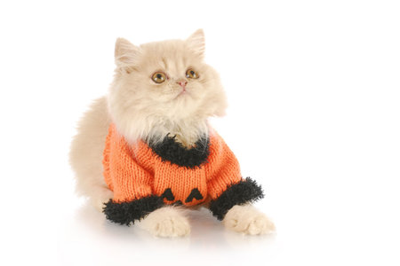 kitten wearing pumpkin sweater for halloween - purebred cream colored persian - 12 weeks oldの写真素材