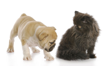 english bulldog puppy sniffing backside of persian kitten with reflection on white backgroundの写真素材