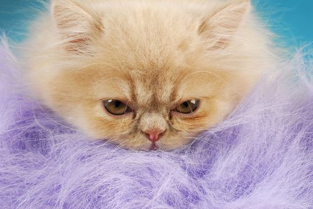 kitten portrait - cream colored persian - 12 weeks oldの写真素材
