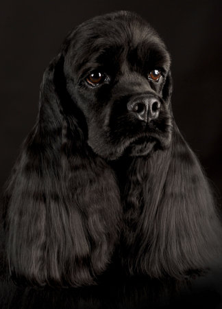 cocker spaniel head portrait on black backgroundの写真素材