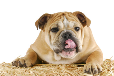 english bulldog puppy with paws on bale of straw on white backgroundの写真素材