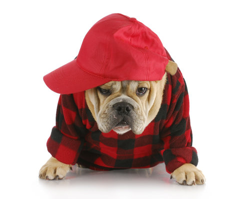 english bulldog puppy wearing plaid shirt and trucker hat with reflection on white backgroundの写真素材