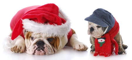 english bulldog santa with young puppy with reflection on white backgroundの写真素材