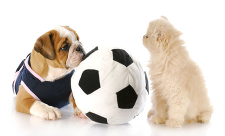 english bulldog puppy playing ball with cream persian kitten with reflection on white backgroundの写真素材